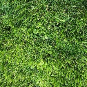 Meet your Posher, Estrella